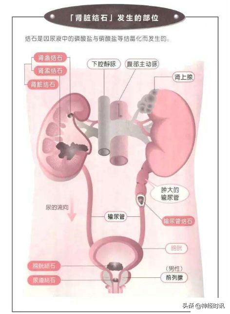 肾脏输尿管膀胱前列腺结构,肾输尿管膀胱解剖示意图