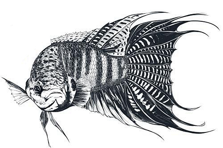 中国斗鱼应该怎么养出状态,中国斗鱼怎么养才漂亮视频