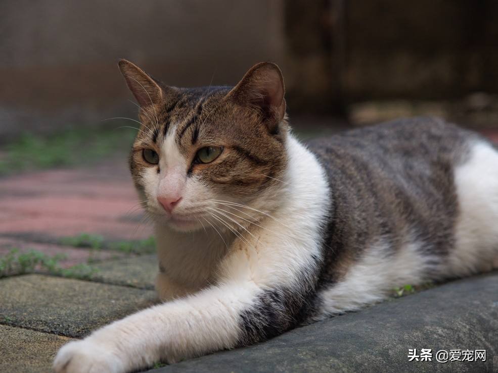 猫咪跳蚤怎么根除,猫咪有跳蚤教你根除跳蚤的方法
