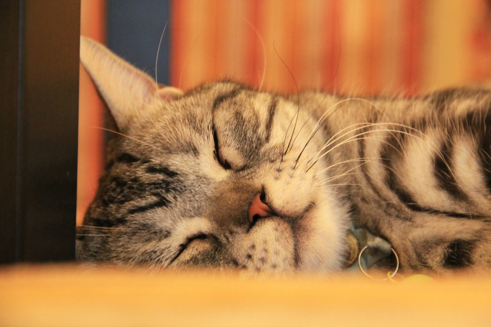 剪掉猫咪胡须对猫咪有影响吗,猫咪胡须不小心剪了会长吗