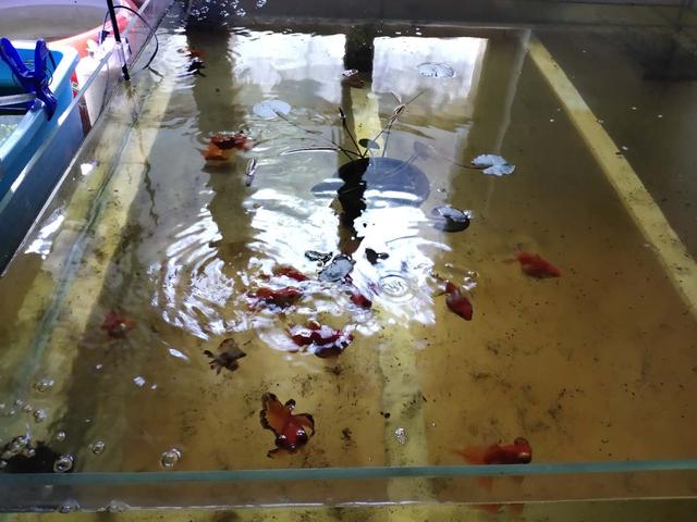 鱼缸正常水色,鱼缸出现褐藻说明水质如何