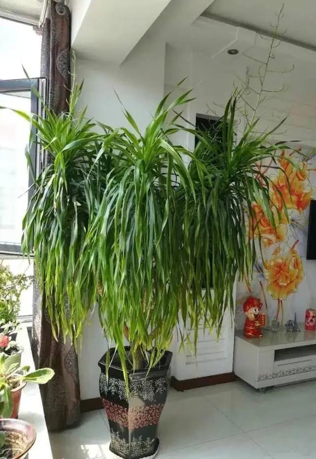 长了二十年的芦荟,龟背竹芦荟