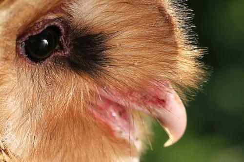 一只长着猴脸的鸟,长着猴子脸的鸟儿