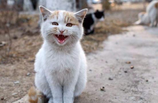 后院猫舍领养猫,养猫后院