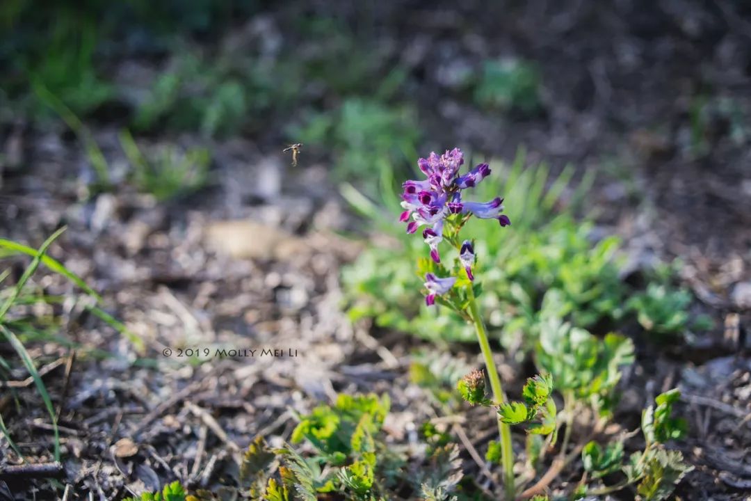 康泰时f2镜头评测,康泰时contaxg21f2.8镜头