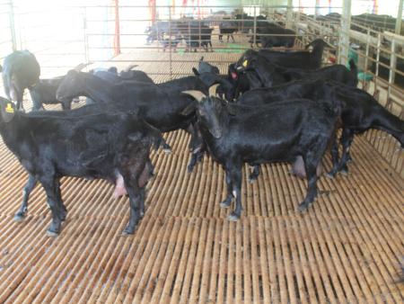 养羊药的配方,养羊常用药物的用法用量