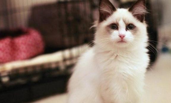 布偶猫如何喂养最好,布偶猫好养吗要怎么正确喂养它