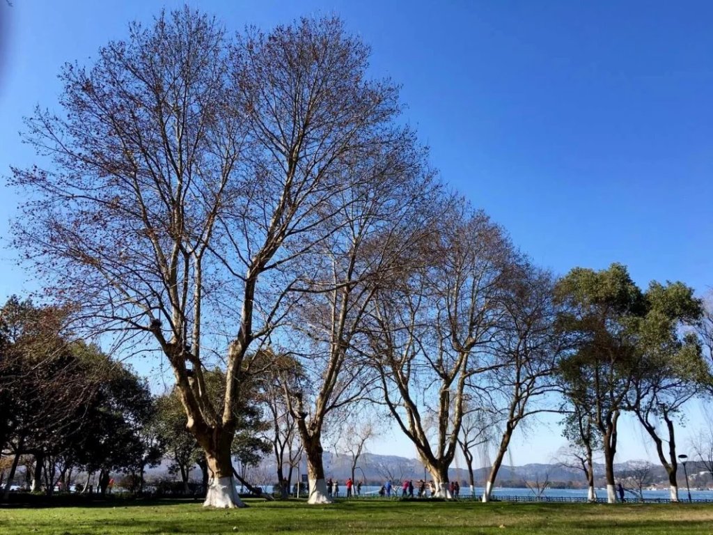 杭州西湖柳浪闻莺景区,杭州西湖柳浪闻莺历史简介