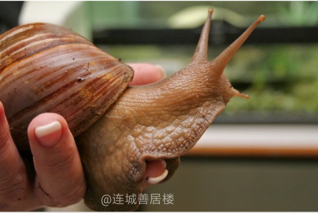 泰国野生蜗牛 (泰国的野生蜗牛)