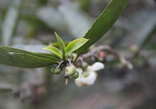 茶树烂根病,茶树一般会得什么病