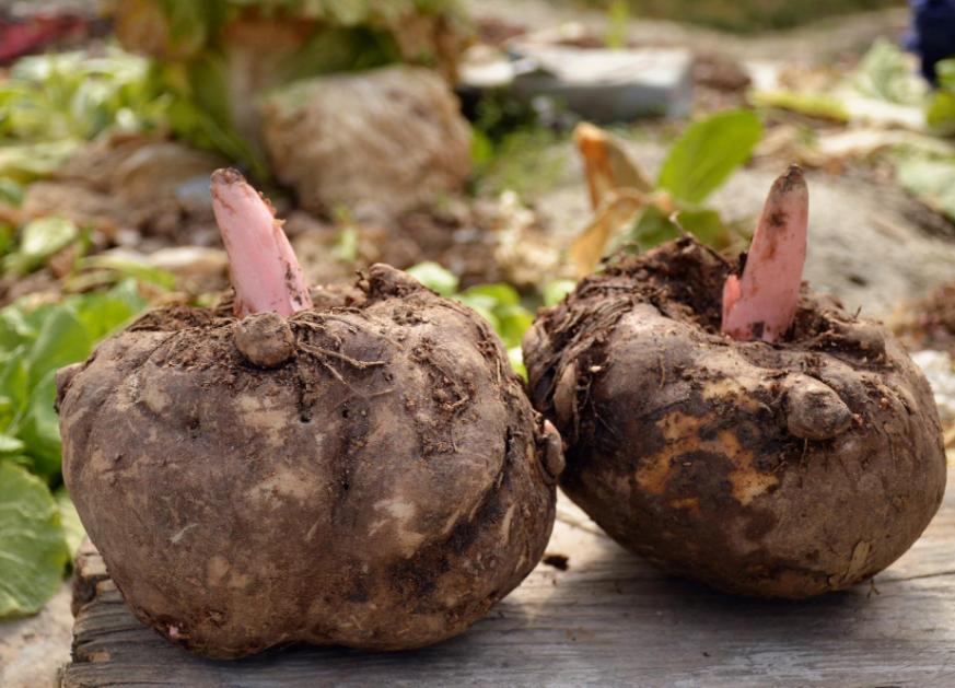 魔芋真的减肥期间可以吃吗,魔芋减肥可以吃吗