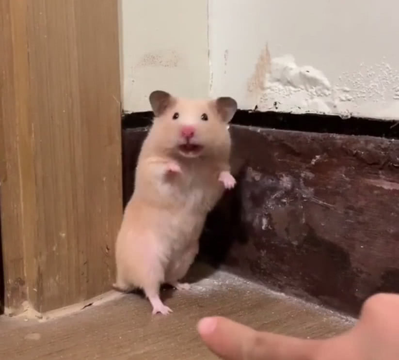 被戳吓一跳的仓鼠,盘点仓鼠被吓坏的瞬间