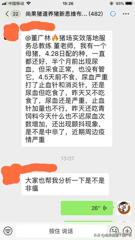 当下遇到母猪尿血的现象怎么办?