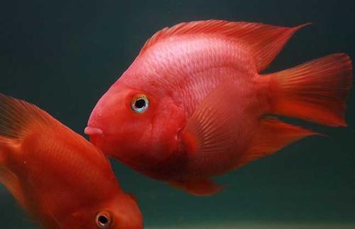 鹦鹉鱼变白怎么办教你饲养小技巧,鹦鹉鱼变白怎么回事怎么解决