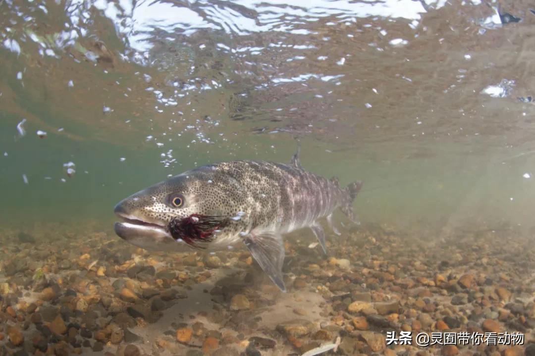 金日成爱吃的它,居然已经在国内绝迹?