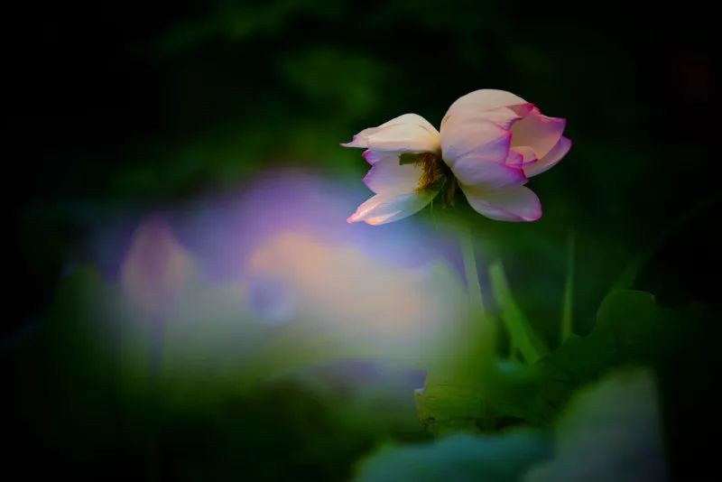 常德，那些惊艳夏日的荷花