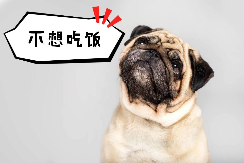 狗狗吃狗粮和不吃狗粮有什么区别,狗狗为什么不吃狗粮爱翻垃圾