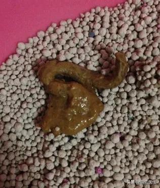 猫咪软便和拉稀的区别是什么,猫咪软便拉稀是如何处理