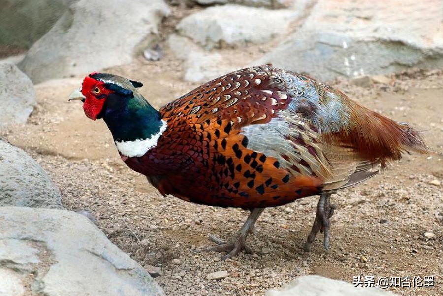 农村养殖什么不愁销路又省事,农村养什么投资小好养利润快