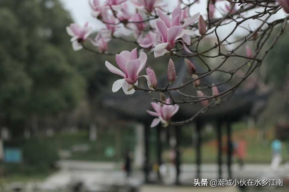 海宁梅园风景图片,海宁梅园