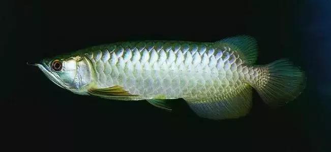 养鱼新手怎么判断鱼的病,新手龙鱼品相挑选