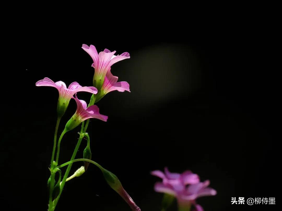 三叶草怎样拍摄,三叶草拍摄教程