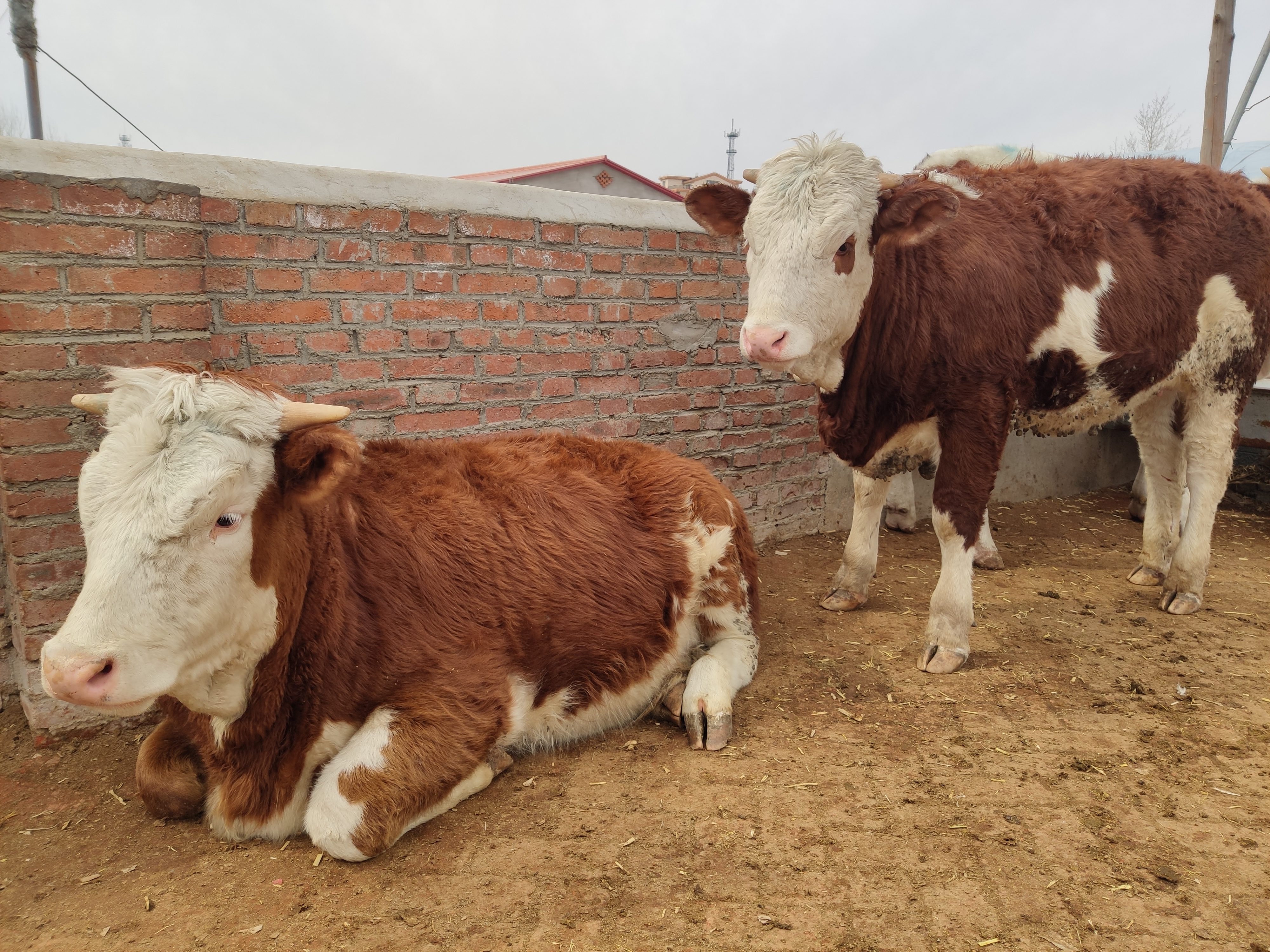 老养牛人经验,老养牛