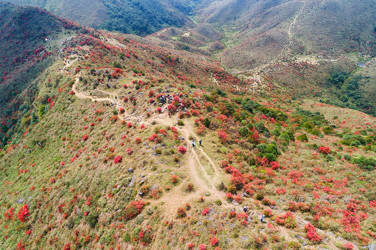 走最远的路,航拍广东最壮美的野生杜鹃花海