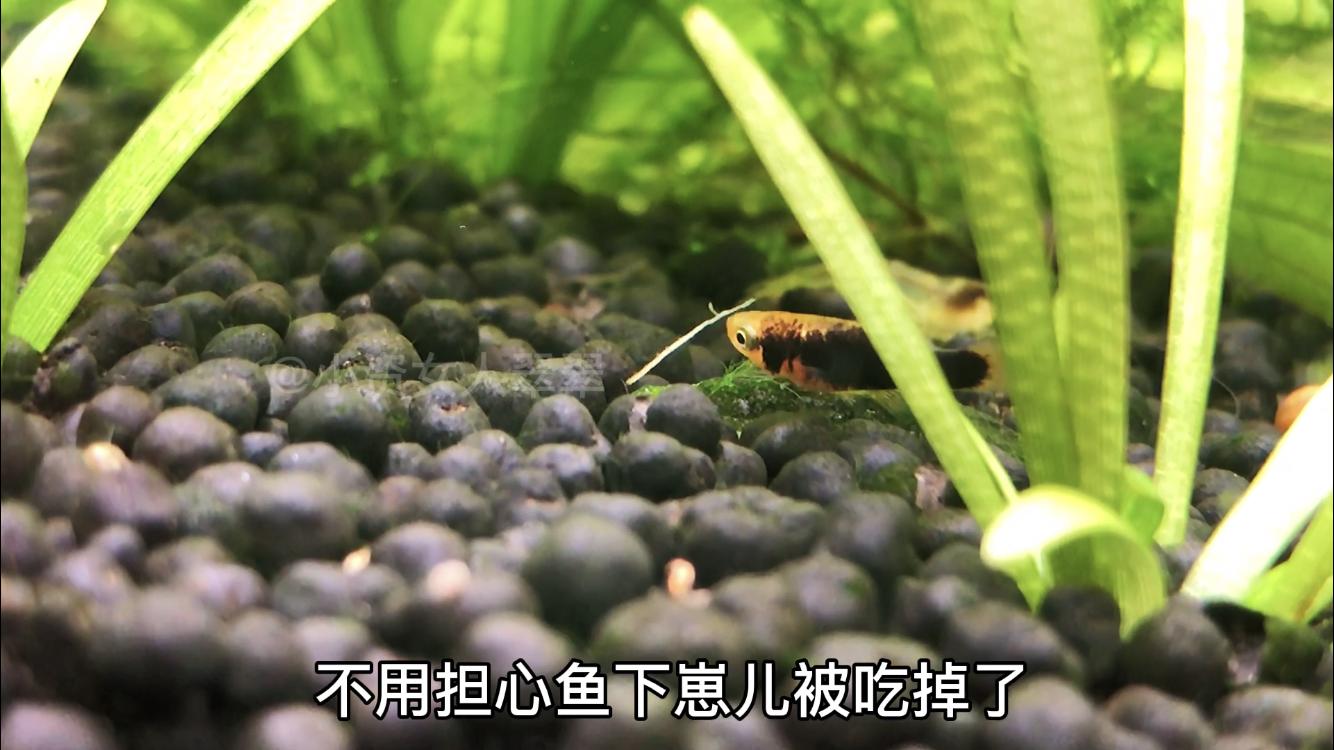 母鱼生产要注意什么,母鱼生完鱼苗需要隔离多久