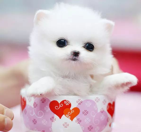 45种名犬大全,72种名犬图片附介绍