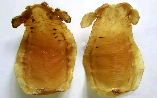 老花胶跟嫩花胶有什么区别,到底多少年的花胶才算老花胶