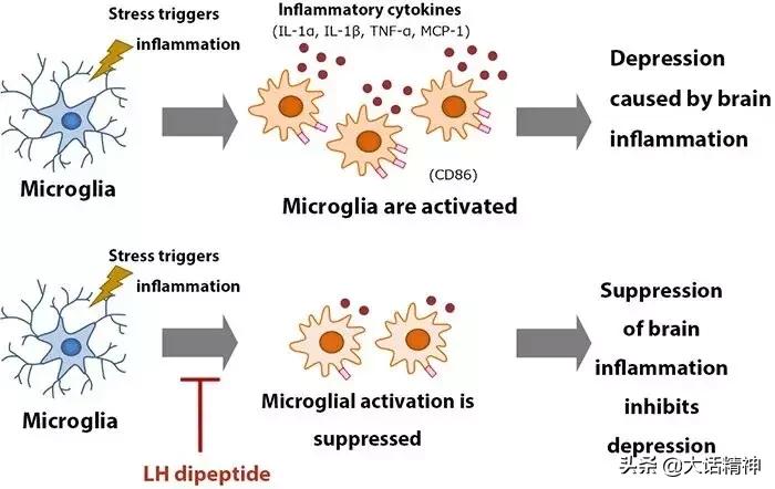 亮氨酸具有支持和治疗的作用,谷氨酸对抑郁症的作用