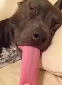 汪星人真实的秘密,汪星人的惊人秘密