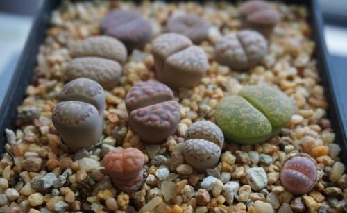 生石花正在蜕皮然后徒长了怎么办,生石花徒长什么时候可以扒开叶子