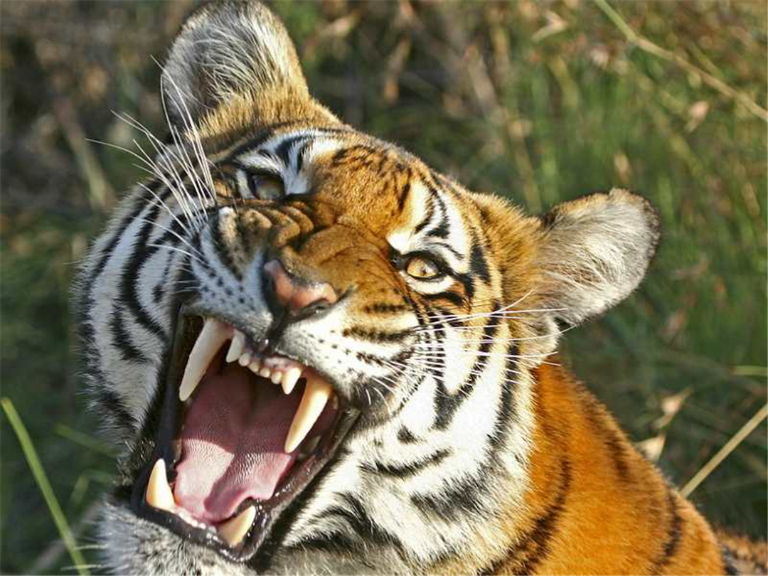 多少只斑鬣狗能战胜雄狮,一头雄狮一次可以咬死多少只鬣狗