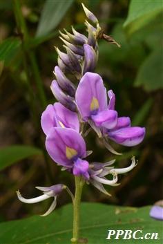 葛根功效差不多的中药,葛根到底是什么草药