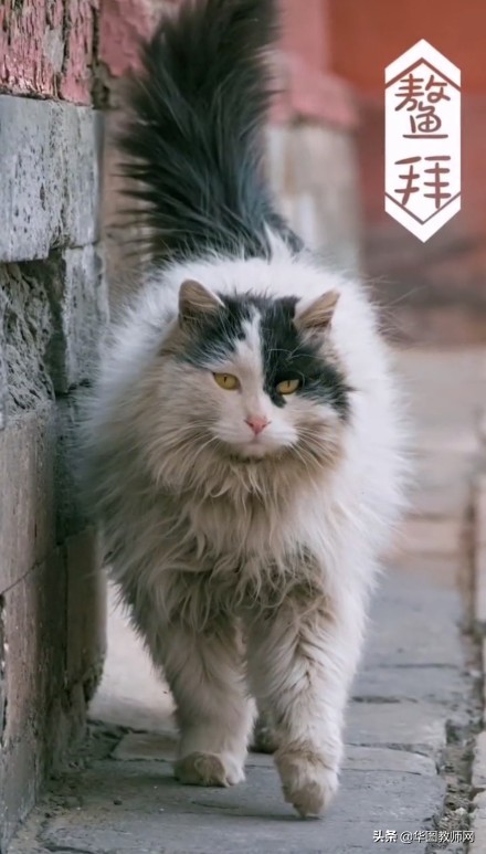 小学语文教资面试故宫博物院,北京故宫文物师招聘