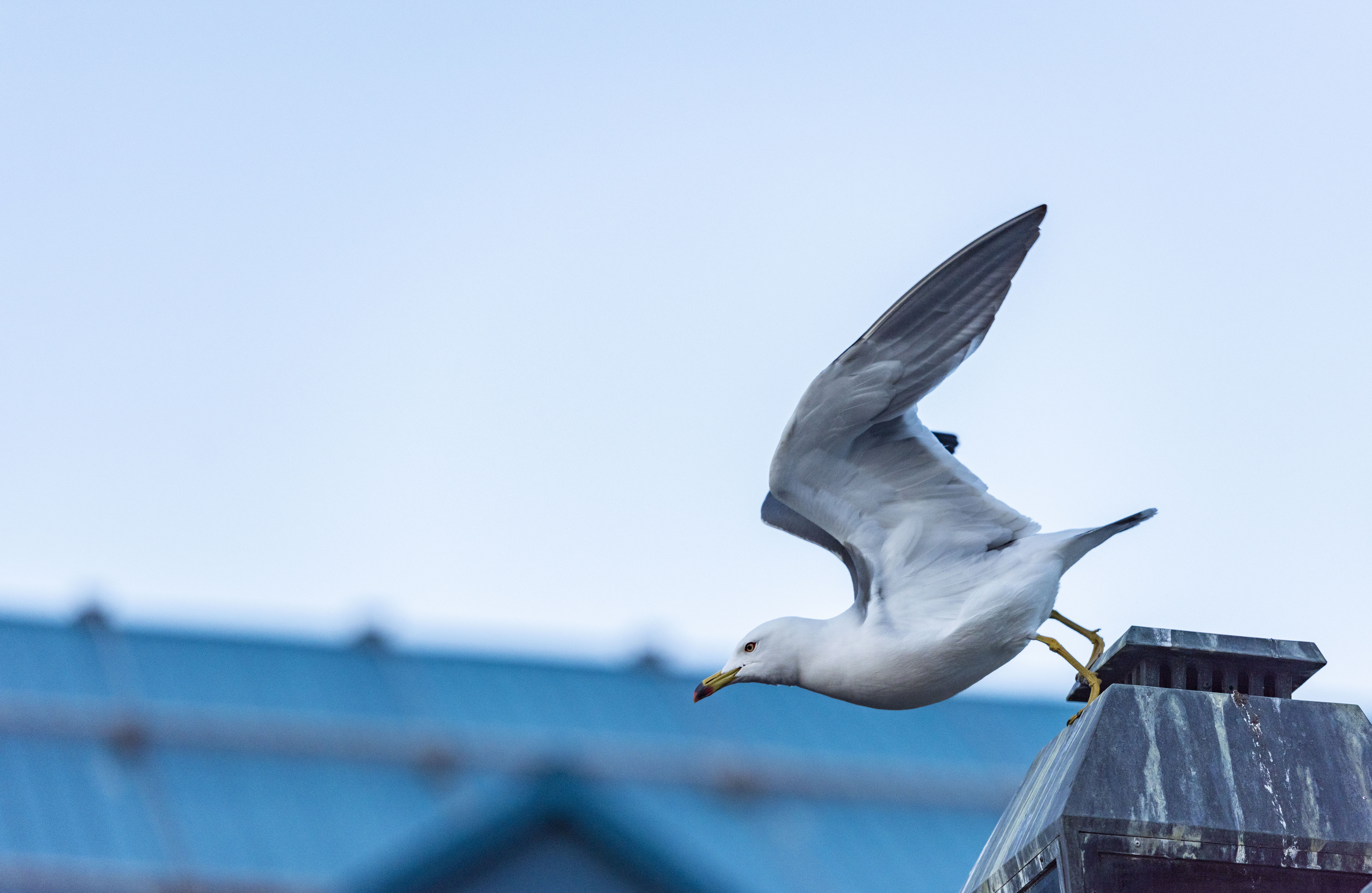 走街串巷边吃边逛，亲身探寻舌尖上的北海道