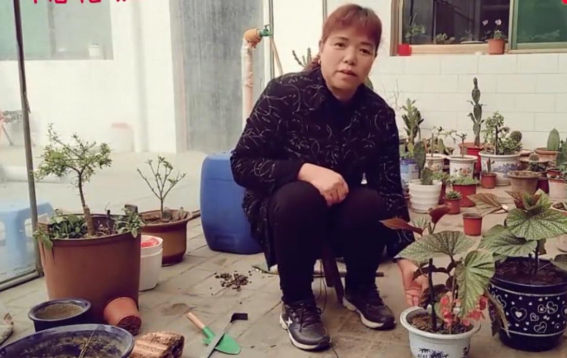 竹节海棠换盆工具,竹节海棠小盆换大盆