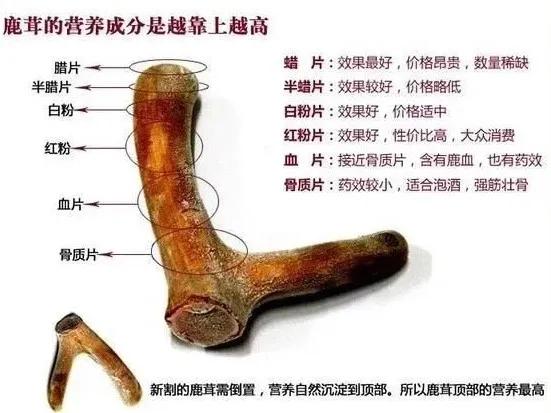 鹿茸进补怎么煮,鹿茸秋冬滋补佳品