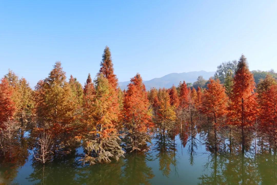 昆明甸尾村的水杉真的太美了,昆明甸尾水杉林网红打卡地