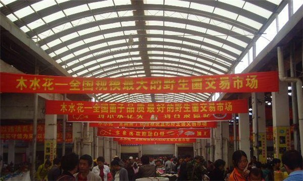 昆明木水花野生菌今天的行情视频 (云南昆明木水花野菌市场)