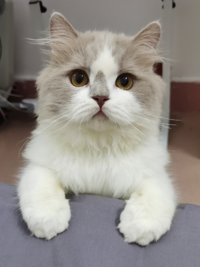 养猫踩坑,养猫踩哪些坑