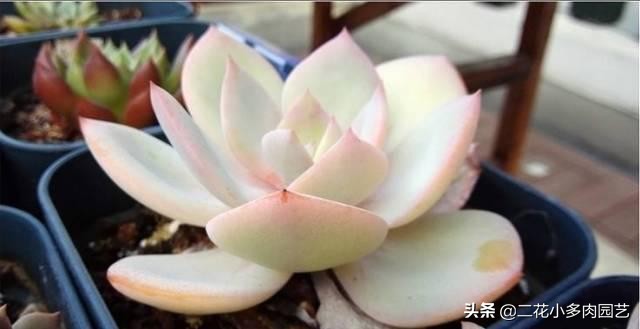 365种·常见花卉图谱，观果和多肉植物收藏篇