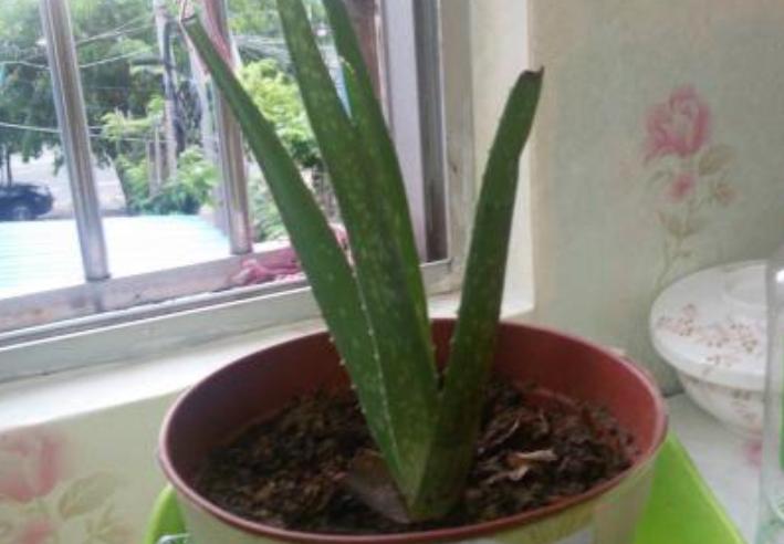 芦荟黄叶了能修剪吗,芦荟黄叶缺什么