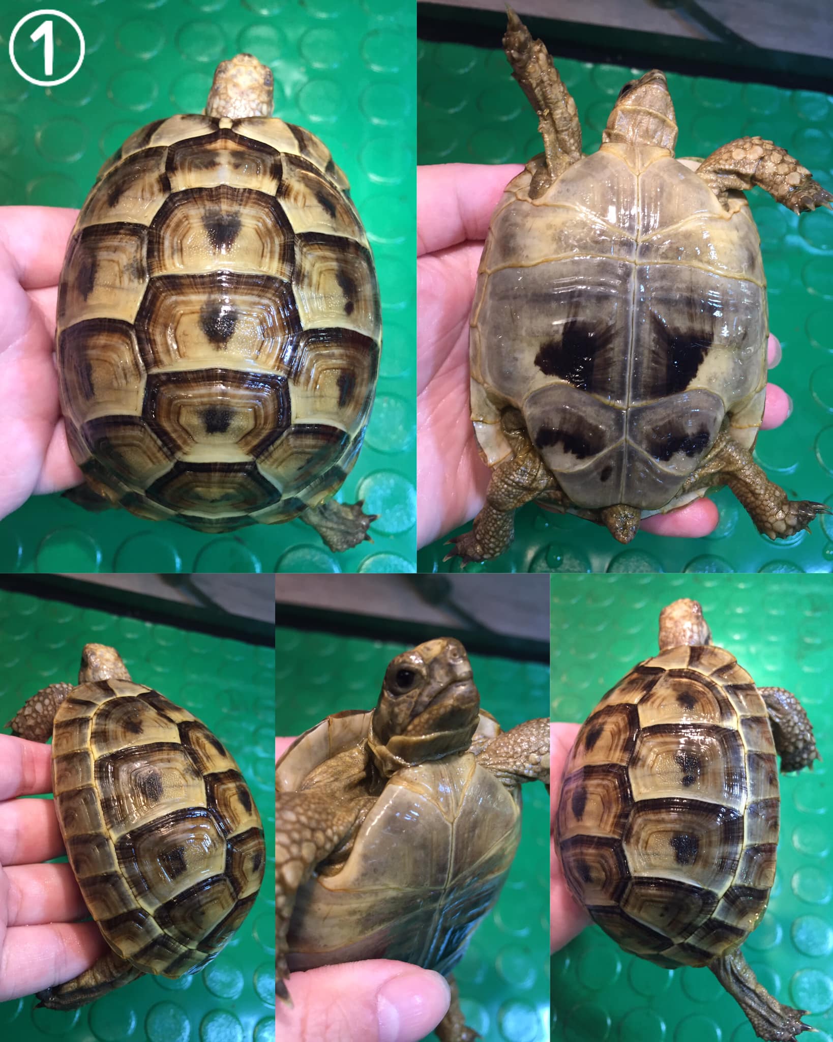 欧洲陆龟排酸吗,欧洲陆龟的图片