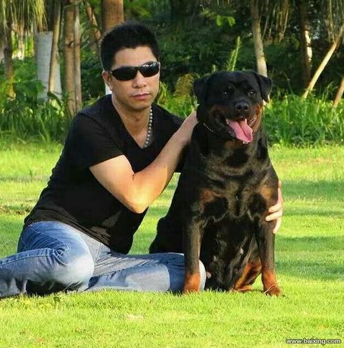 养罗威纳的十大危害你还敢养吗,哪种罗威纳最好养