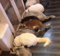 “哎……我怎么有点晕啊?”哈哈哈哈哈让人笑岔气的45个搞笑动图