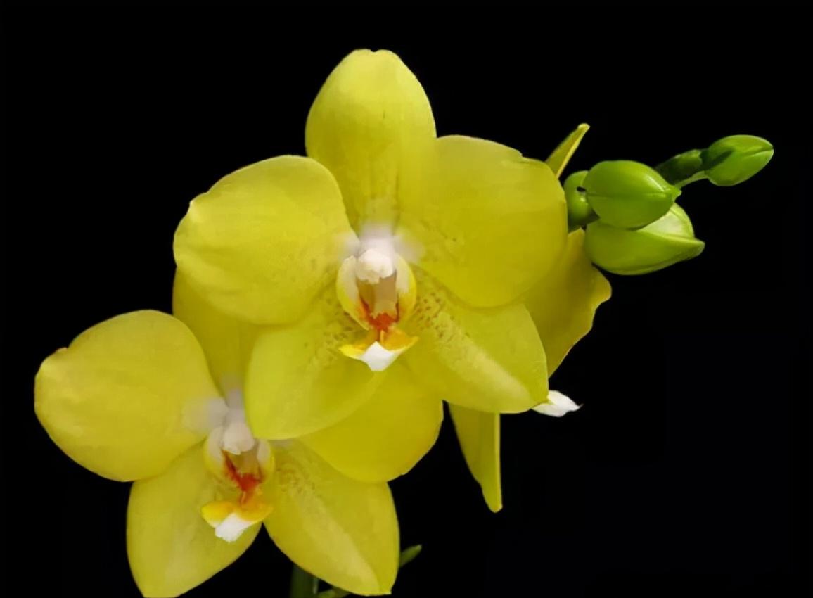 鍏拌姳绉嶇被鍥鹃壌,鐪嬭姦澶磋鲸鍏拌姳绉嶇被