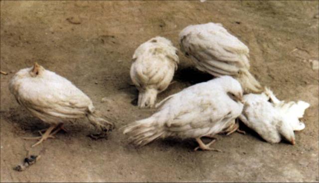 新城疫治疗最快的土方法,养殖场的特效药有哪些呢